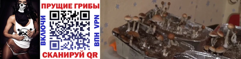 Псилоцибиновые грибы MAGIC MUSHROOMS  гидра маркетплейс  Красноуфимск 